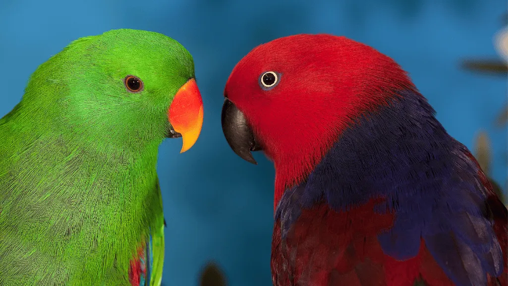 colorful male and female eclectus parrots