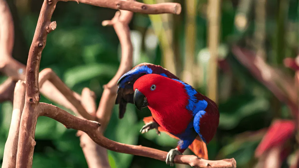eclectus behavior