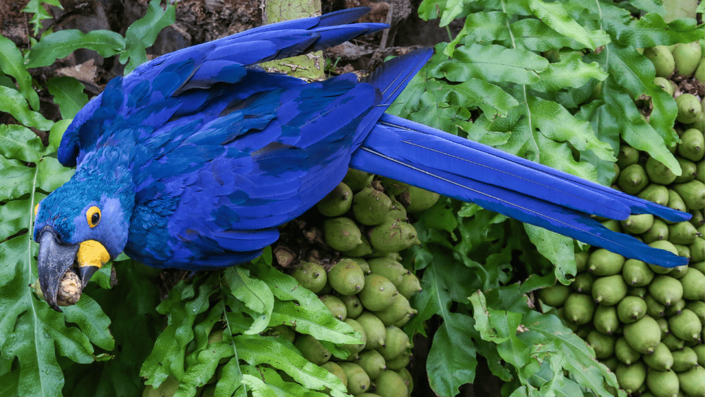 hyacinth macaw conservation efforts