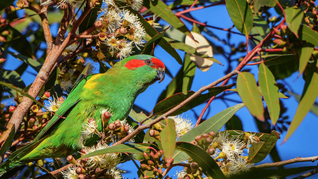 musk lorikeet calls