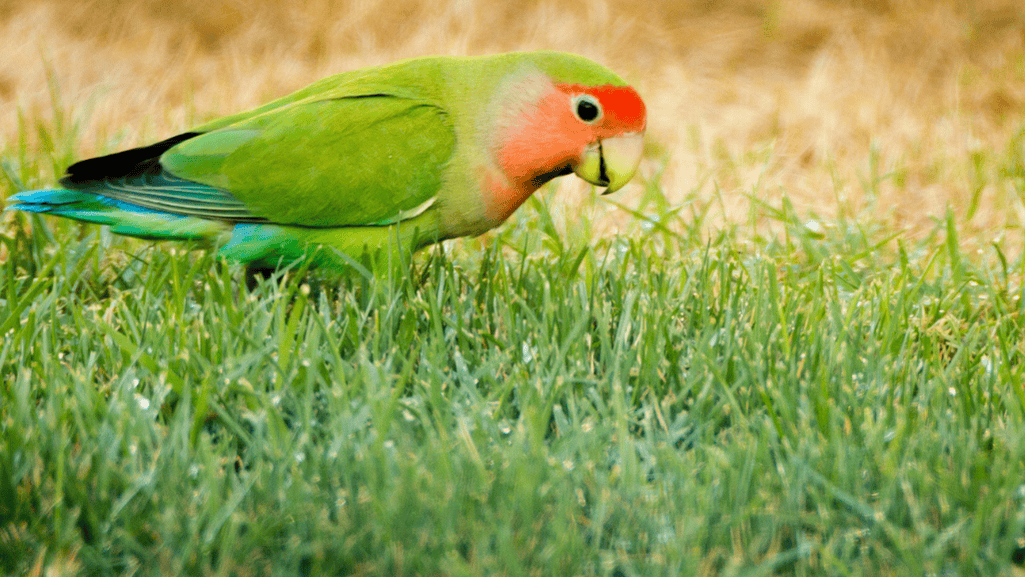 peach faced parakeet cost