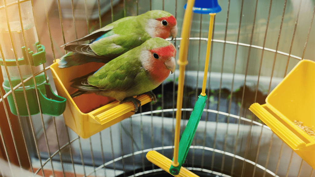 peach faced parakeet health