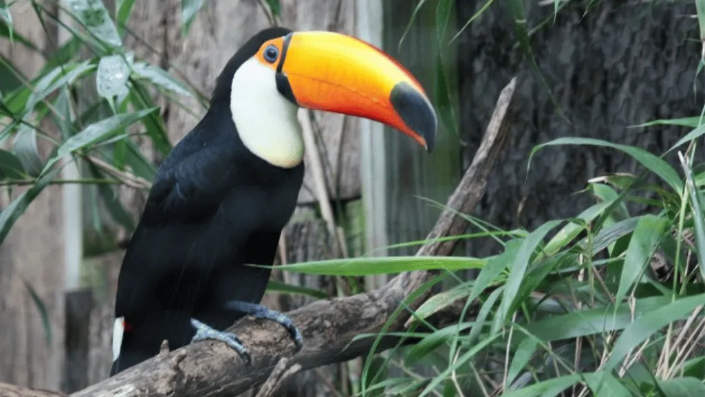 respiratory and digestive symptoms in toucans