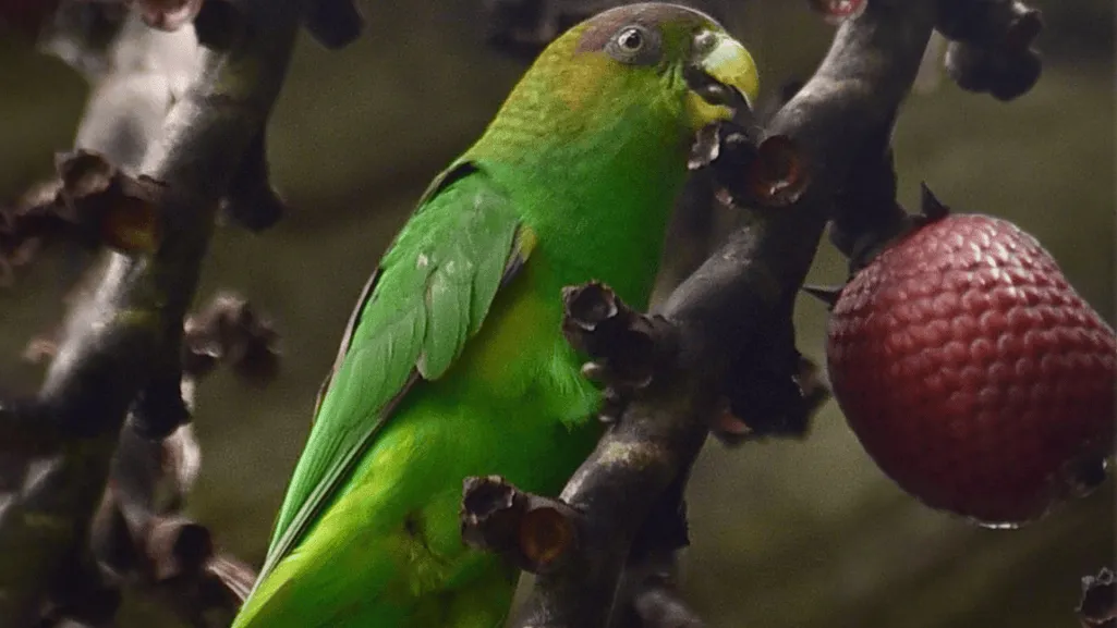 sapphire rumped parrotlet size