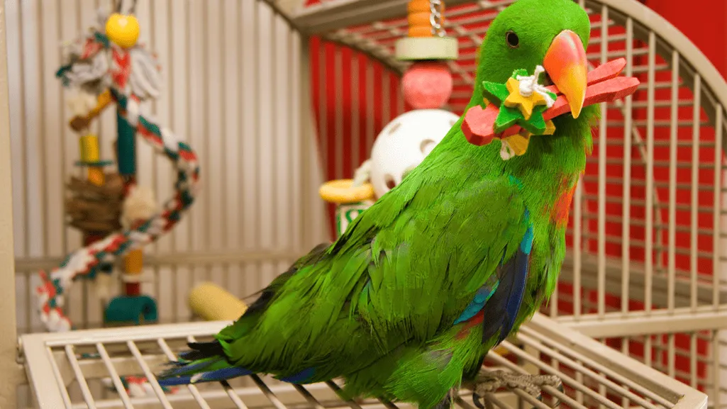 spacious parrot cage setup with perches and toys