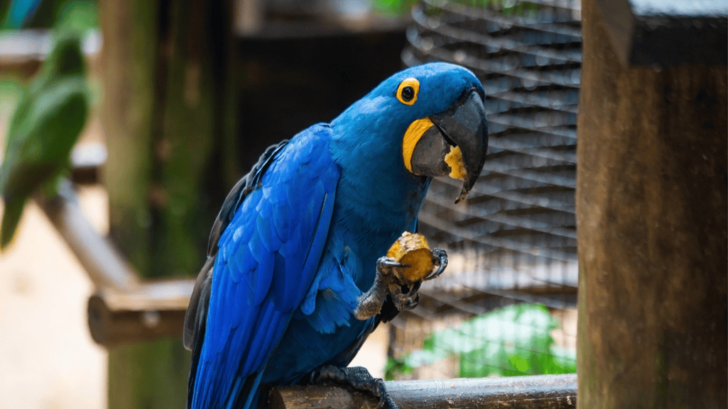 vibrant plumage of the Hyacinth Macaw