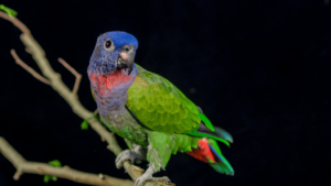 Blue Headed Parrot