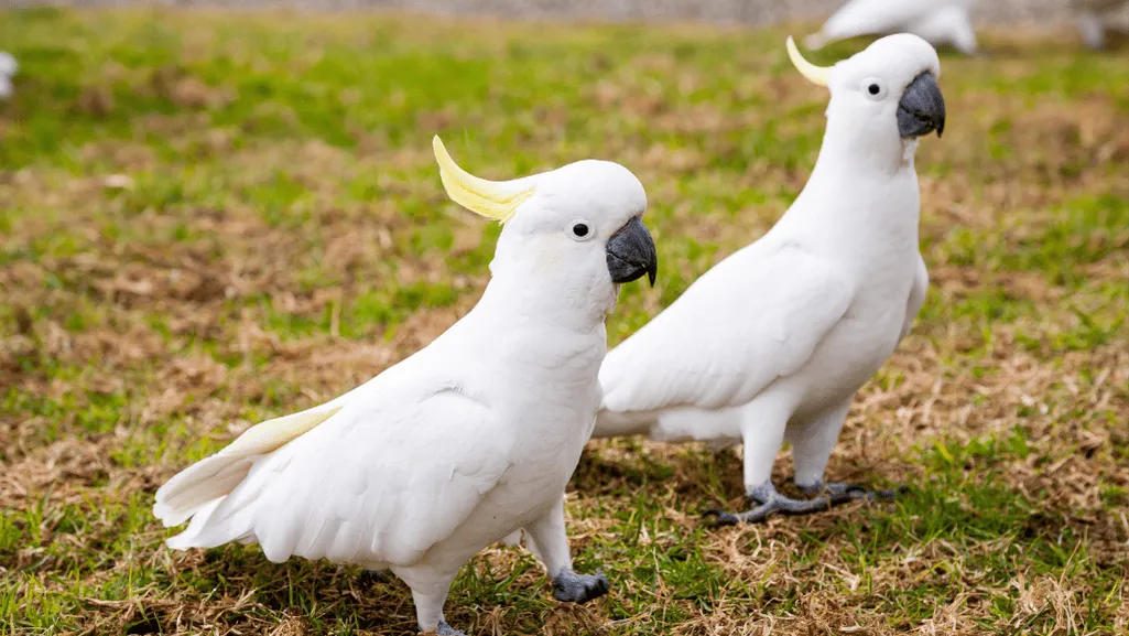 Caring for a Sulphur Crested Cockatoo