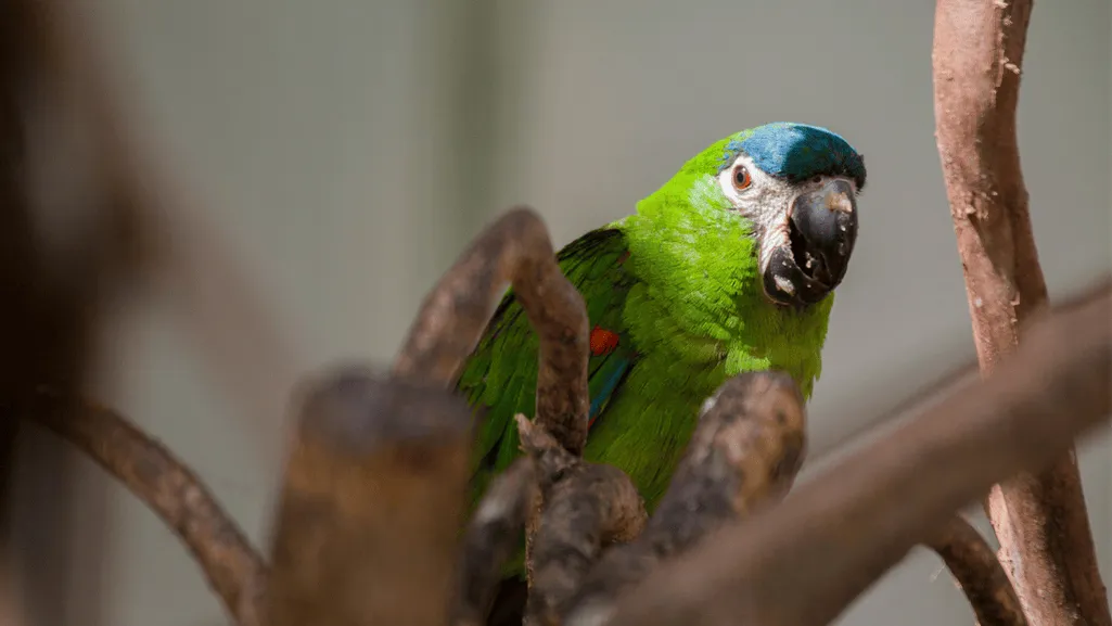 Colorful Bird Vocals