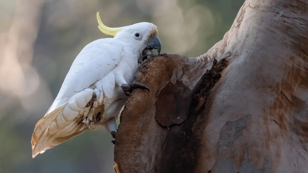 Crested Cockatoo