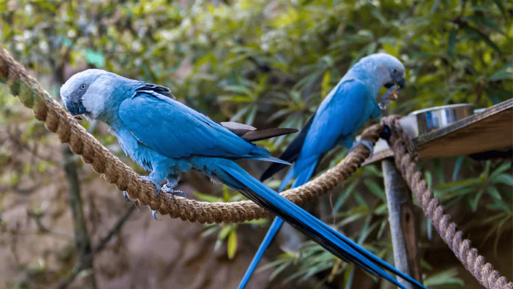 Critically Endangered Spix's Macaw