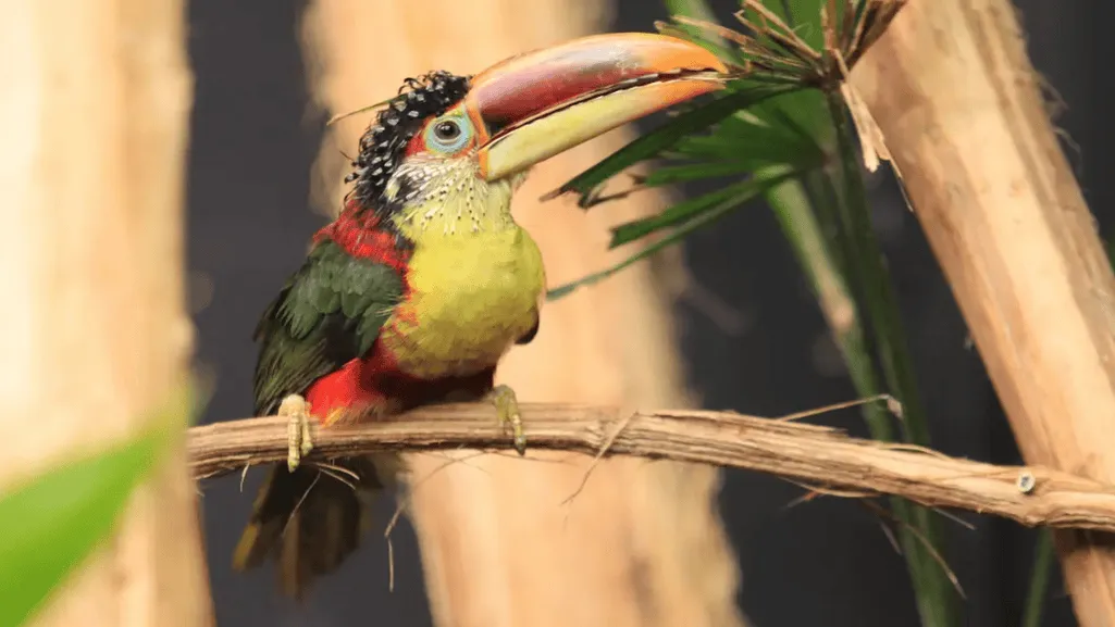 Curl-crested Aracari in tropical forest