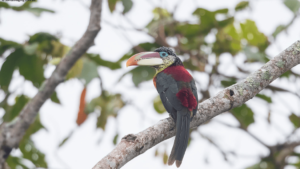 Curl-crested Aracari