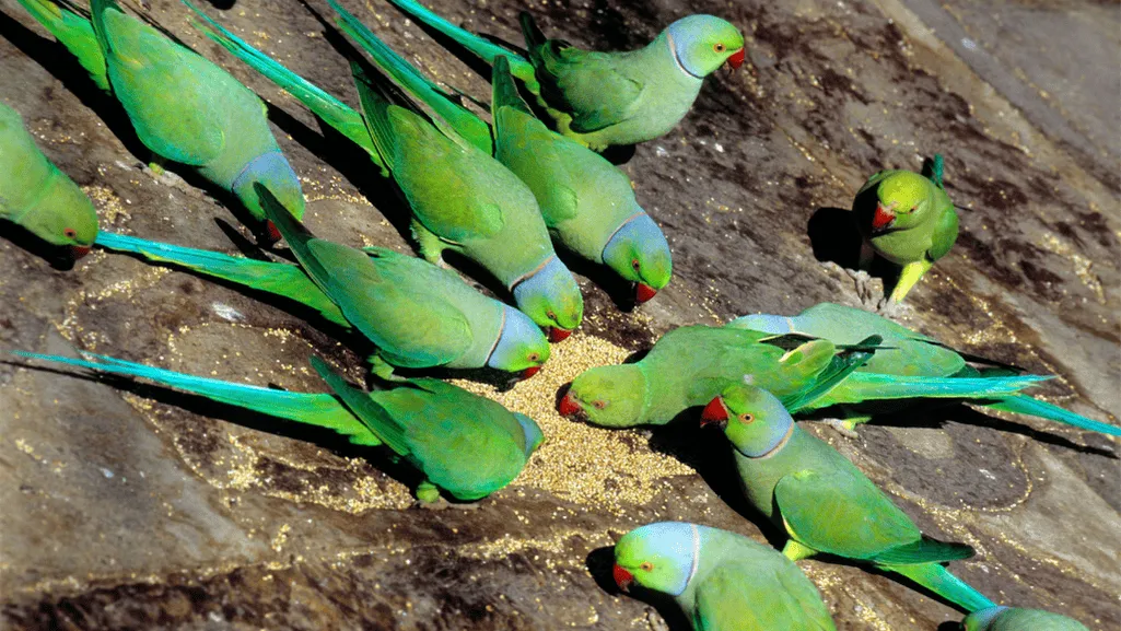 Engaging Parakeet Behavior Engaging Parakeet Behavior