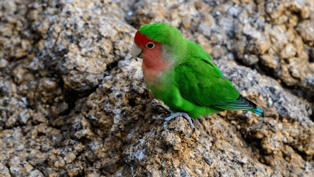 Enrichment Activities for Lovebirds