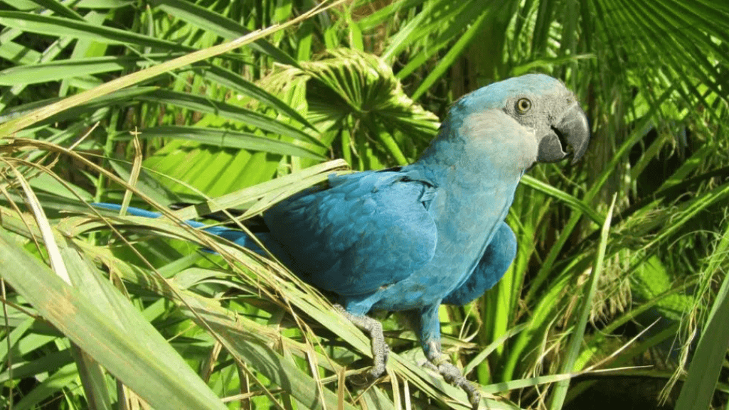 Future of Spix's Macaw