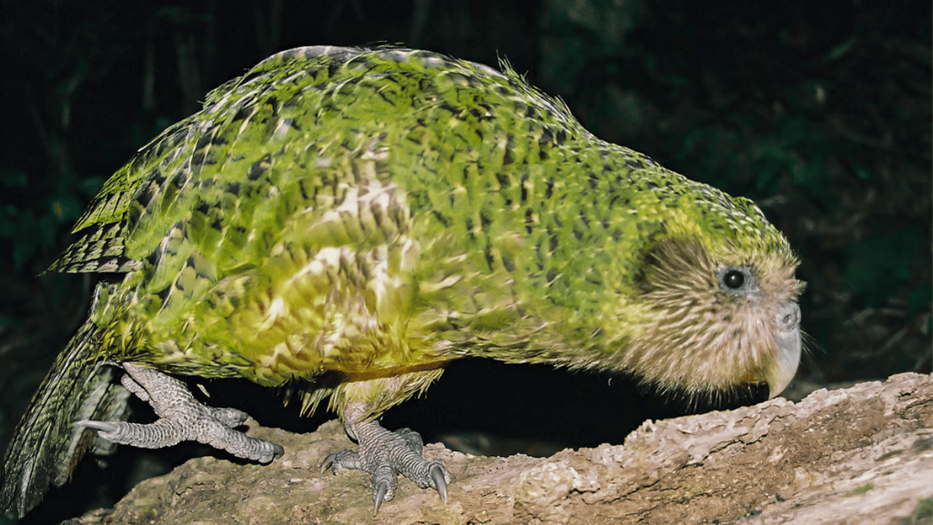 Kakapo Bird