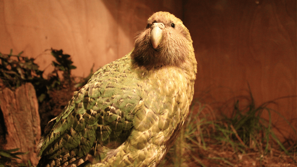 Kakapo Recovery Efforts