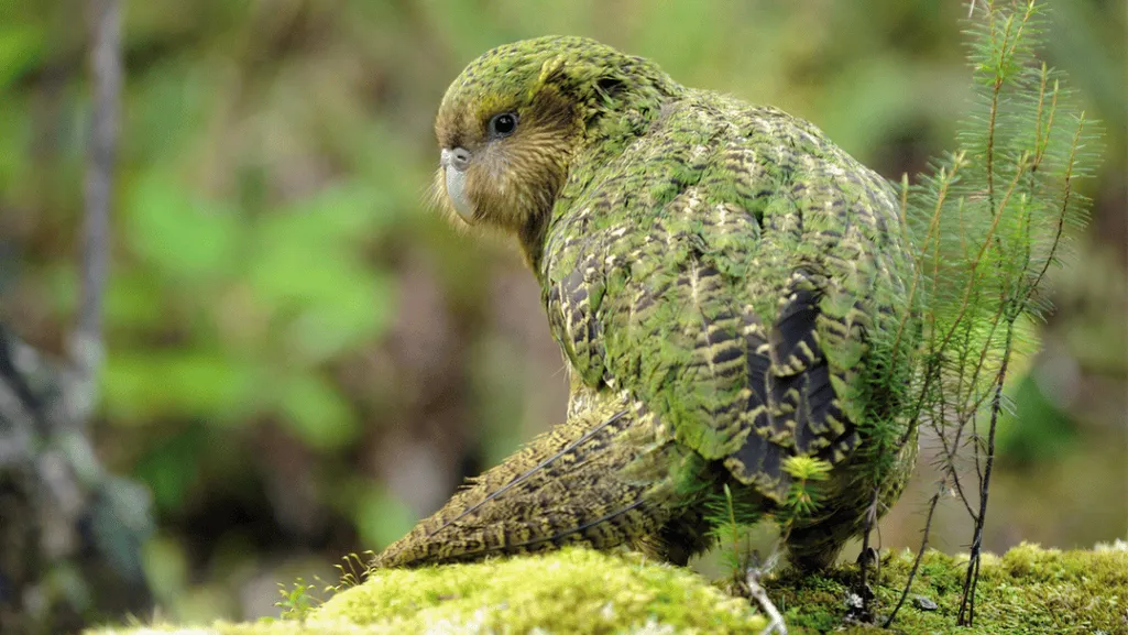 Kakapo Recovery Efforts