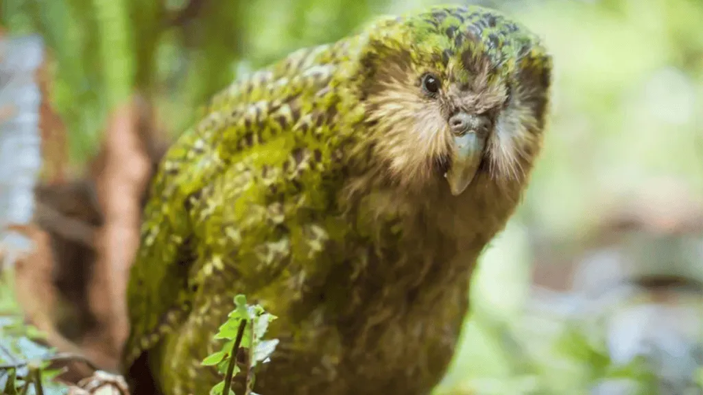 Kakapo and Maori heritage