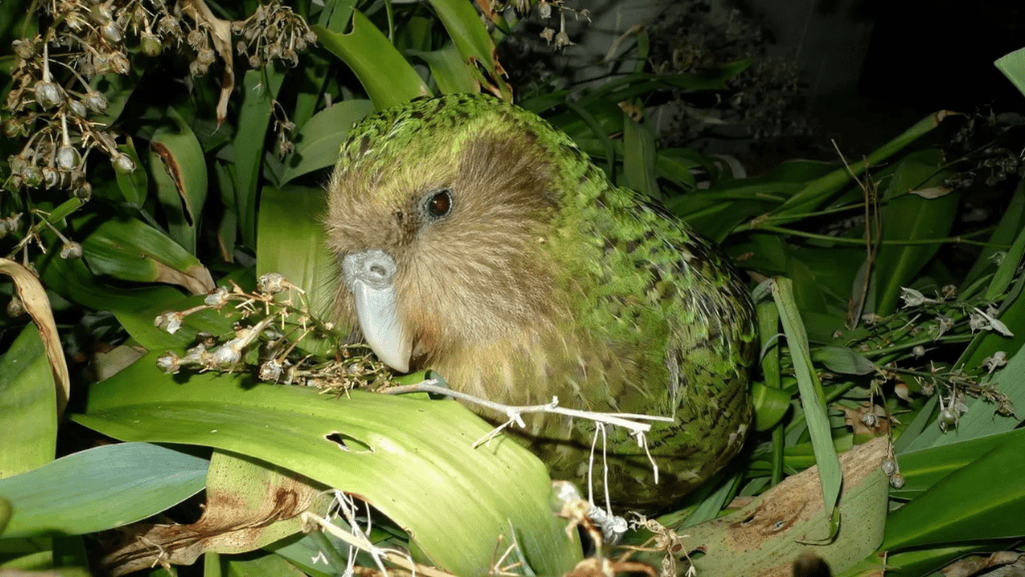 Kakapo blend in its natural habitat