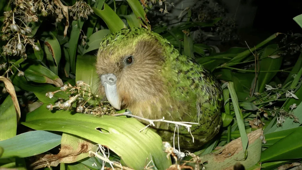 Kakapo blend in its natural habitat