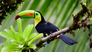 Keel-billed Toucan