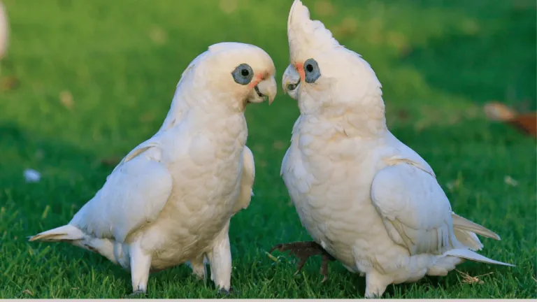 Little Corella