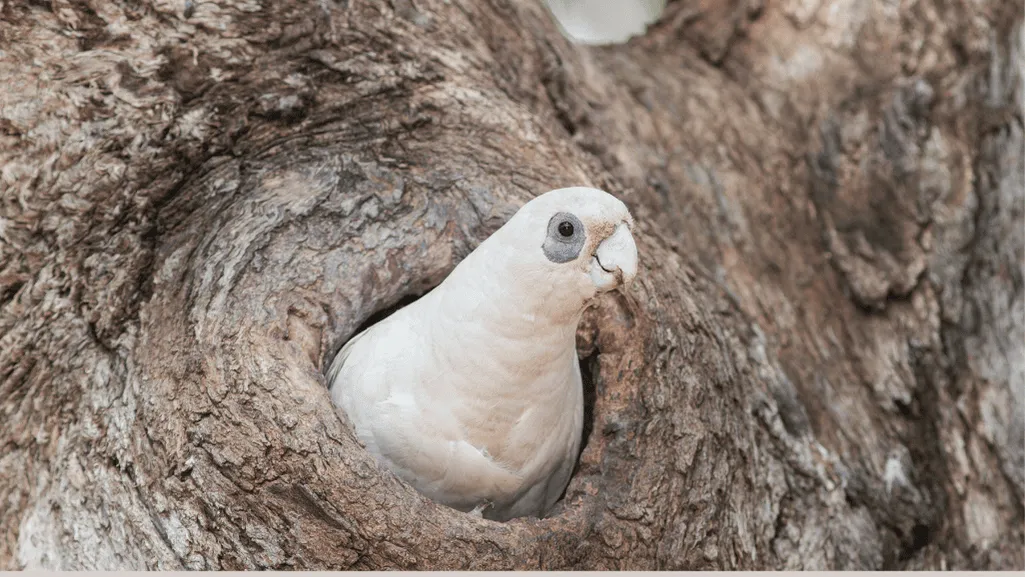Little Corella in natural habitat