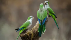 Monk Parakeet