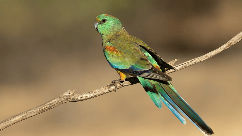 Mulga Parrot Care Essentials
