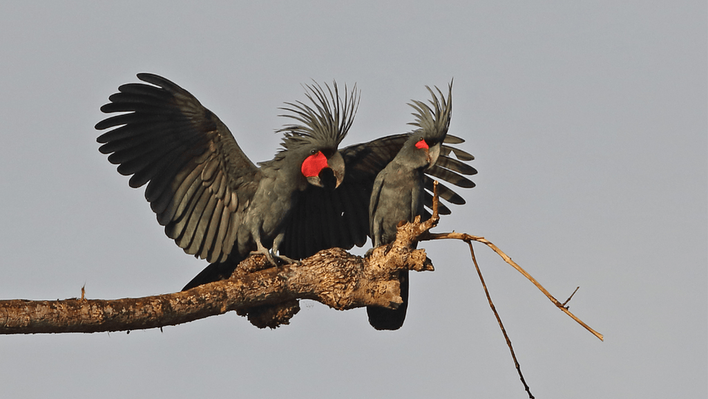 Palm Cockatoo Behavior