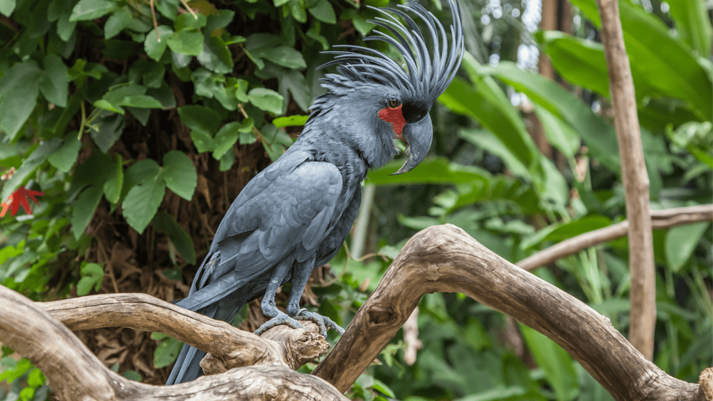 Palm Cockatoo Foraging