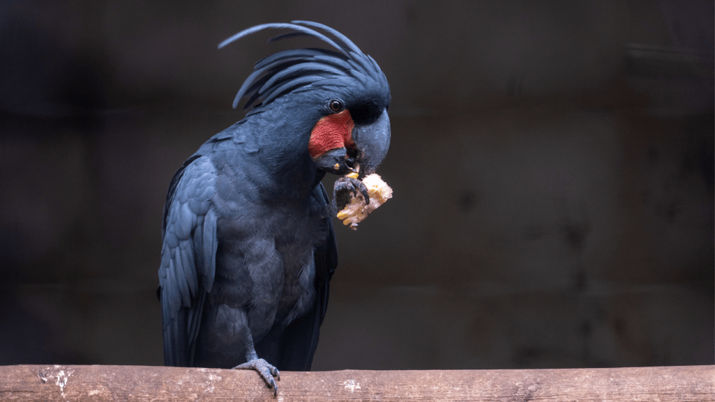 Palm Cockatoo in natural Habitat