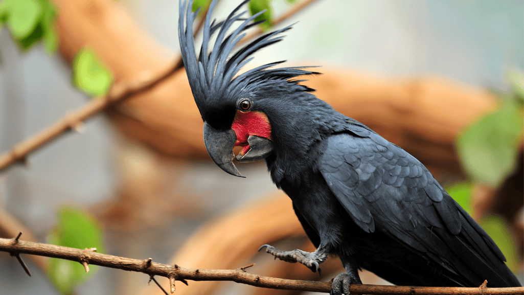 Palm Cockatoo