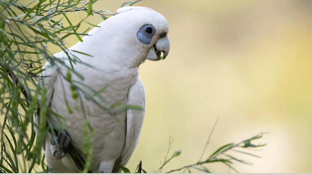 Physical Characteristics of Little Corella