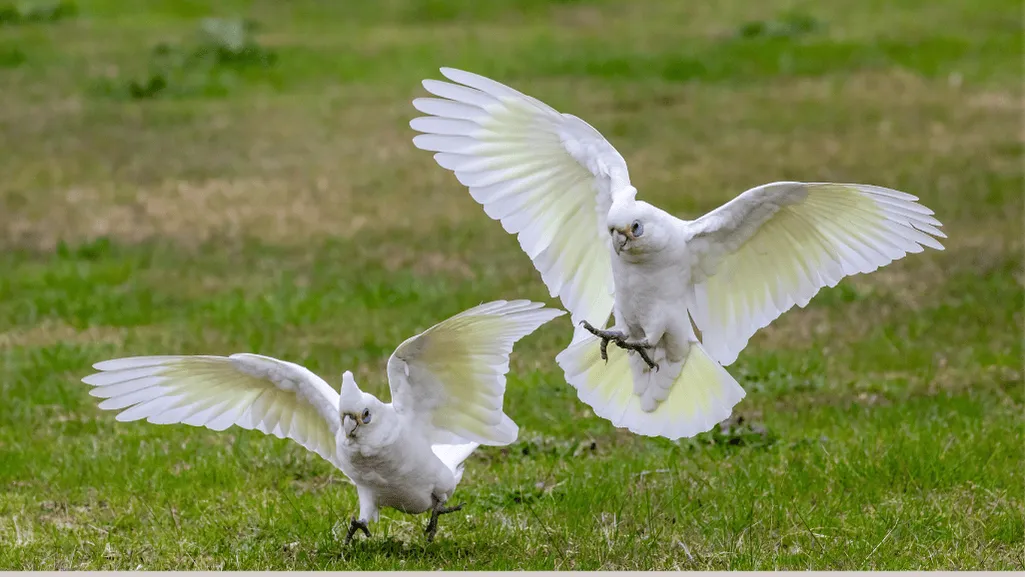 Playful Little Corella