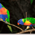 Rainbow Lorikeet