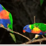 Rainbow Lorikeet