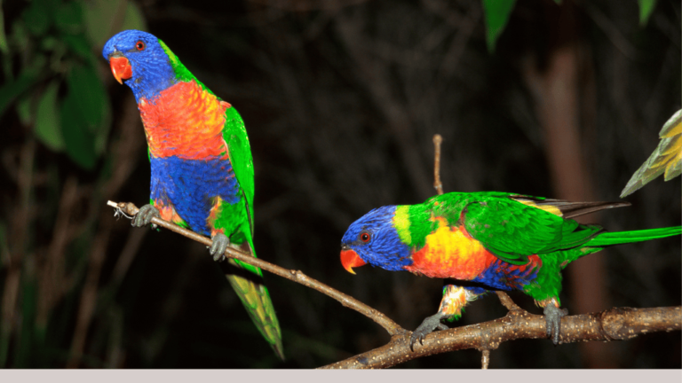 Rainbow Lorikeet