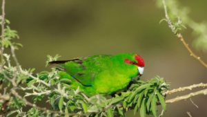 Red Crowned Parakeet