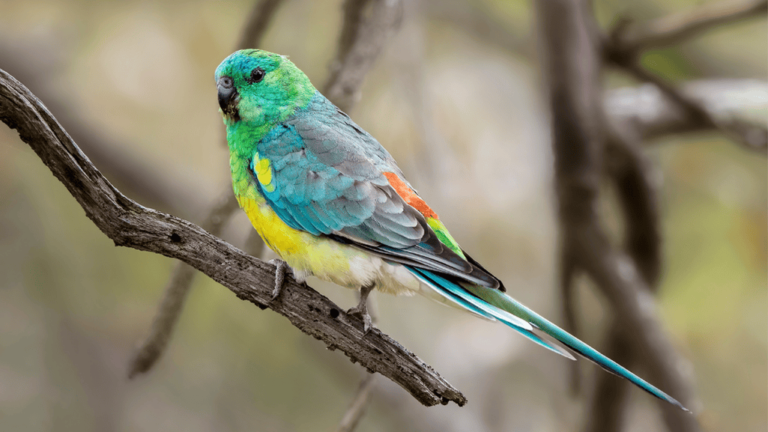 Red-Rumped Parrot