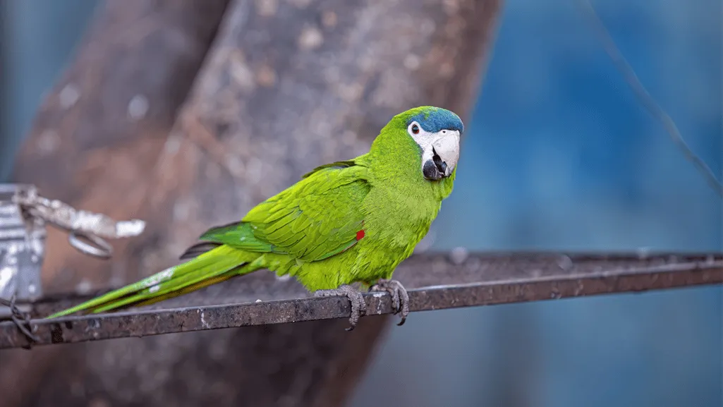 Red Shouldered Macaw Health Maintenance