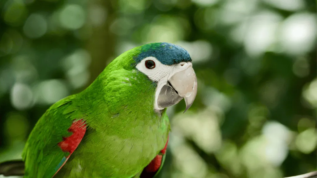 Red Shouldered Macaw
