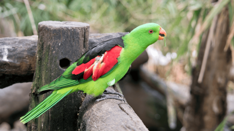 Red Winged Parrot