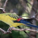 Regent Parrot