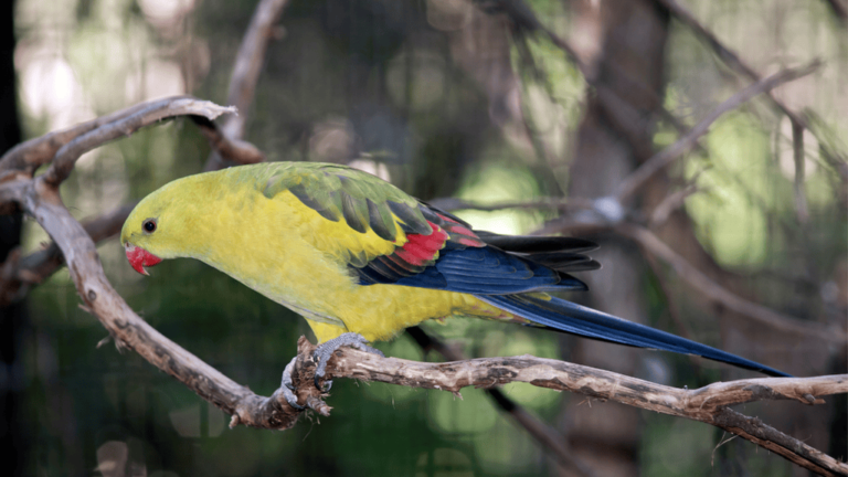 Regent Parrot