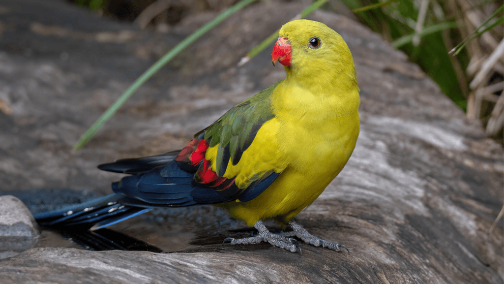 Regent Parrot conservation status