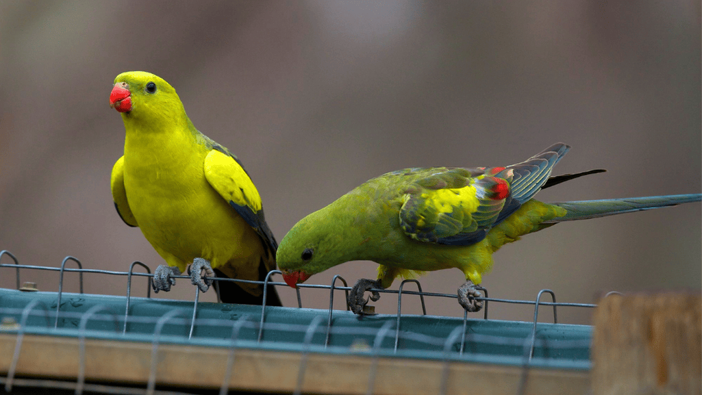 Regent parrots exhibiting social behavior and flocking