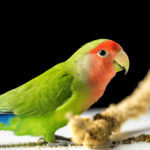 Rosy Faced Lovebird